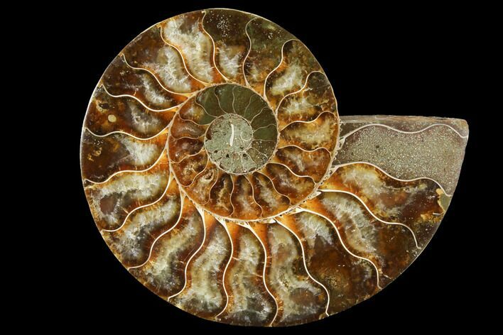 Agatized Ammonite Fossil (Half) - Crystal Chambers #111493